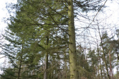 01_baumfaellen-07