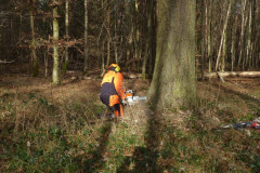 01_baumfaellen-11