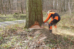 01_baumfaellen-13