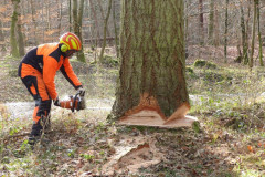 01_baumfaellen-15