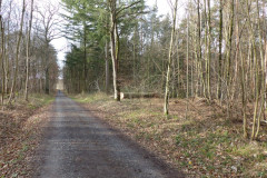 01_baumfaellen-18