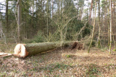 01_baumfaellen-19