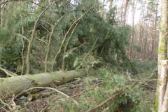 01_baumfaellen-20